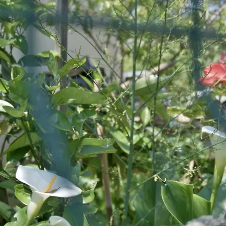 Lejlighed Meli Zadar